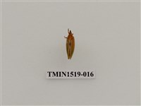 藏品(同翅目(一))的圖片